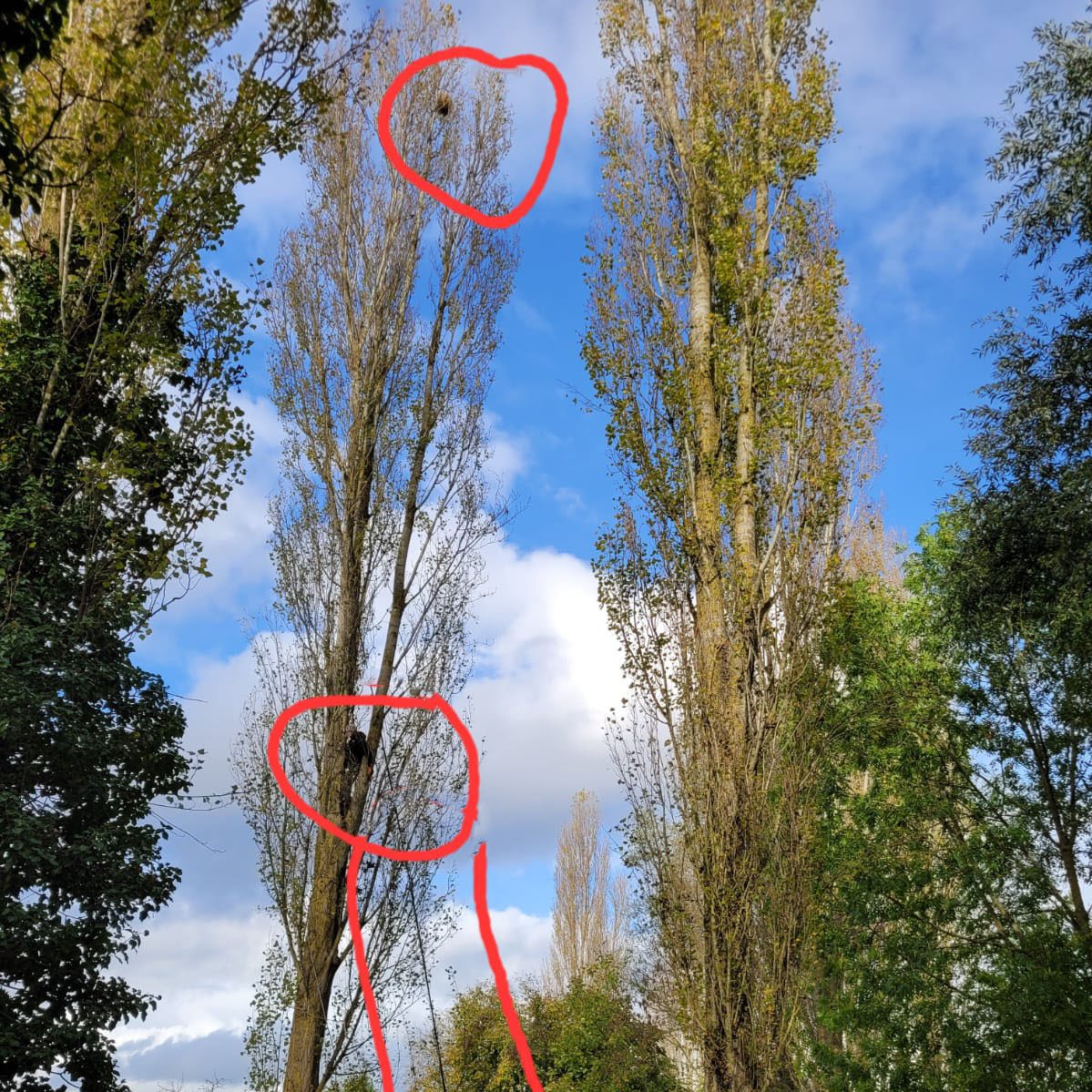 Frelon asiatique Essonne 91