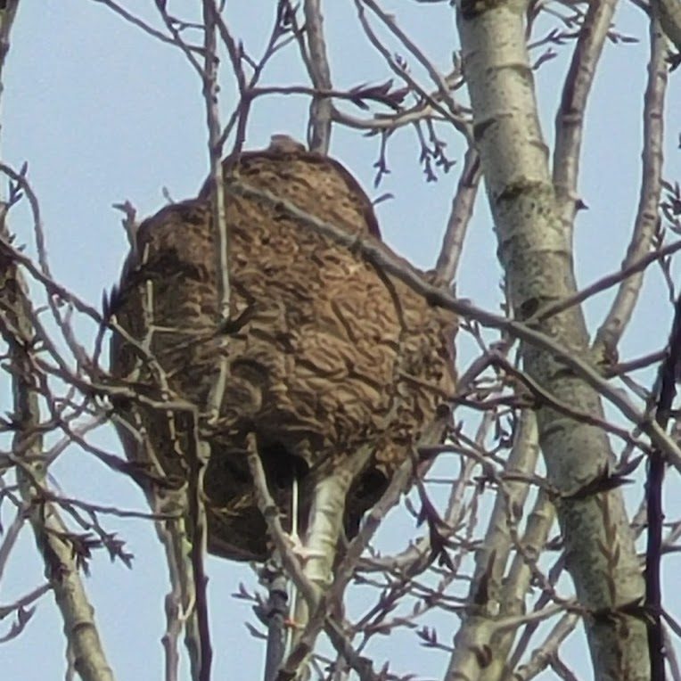 Nid de guêpes destruction Essonne